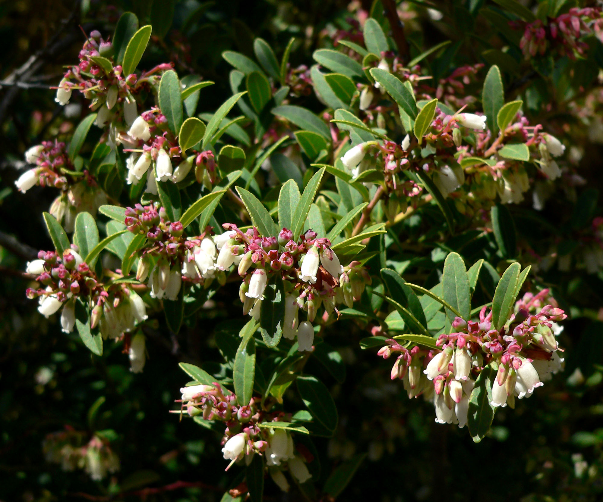 معرفی و راهنمای پرورش درختان میوه - بلوبری کاستاریکا